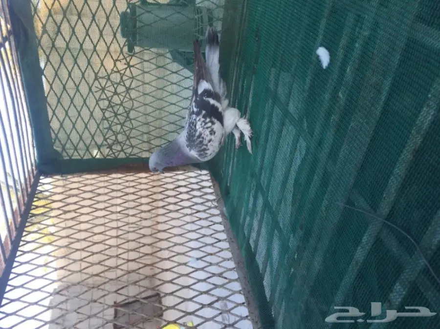 حمام توكي مشنكل (image 11)
