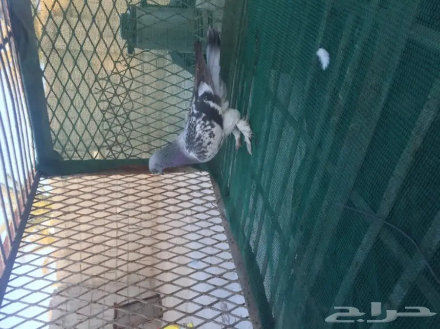 حمام توكي مشنكل (image 12)