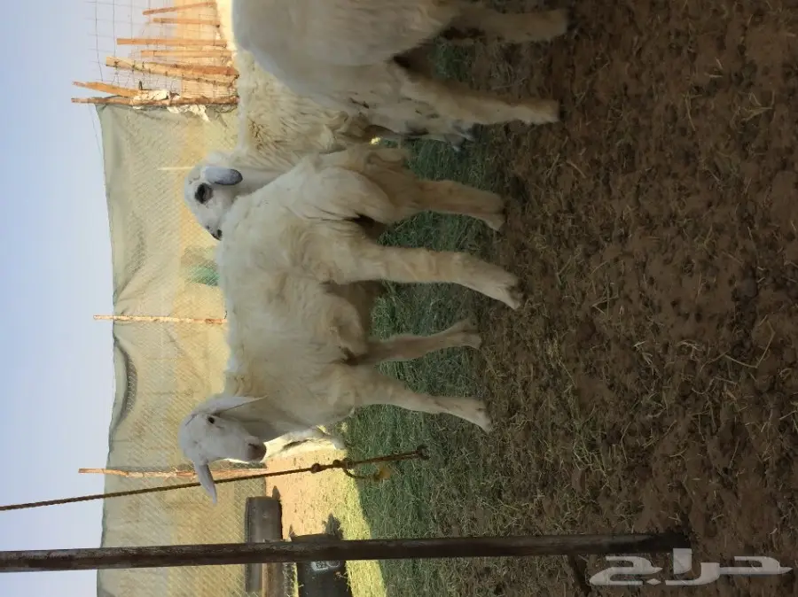 طليان جبره وسعرها طيب 