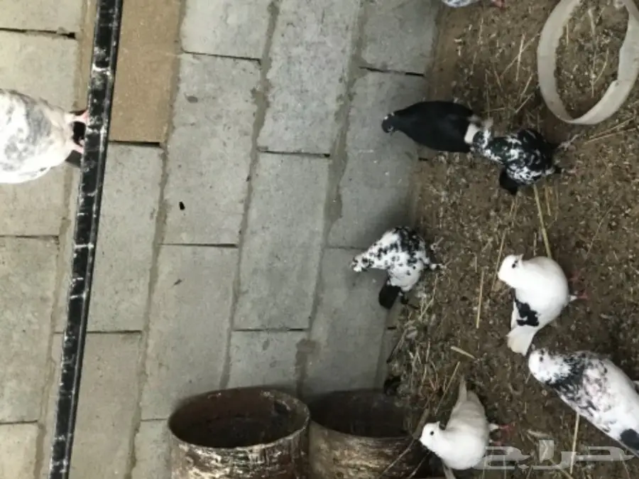 حمام قلاب وباكستاني