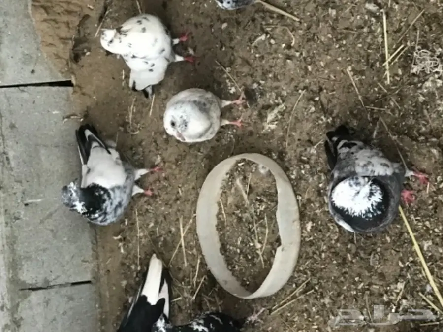 حمام قلاب وباكستاني (image 1)