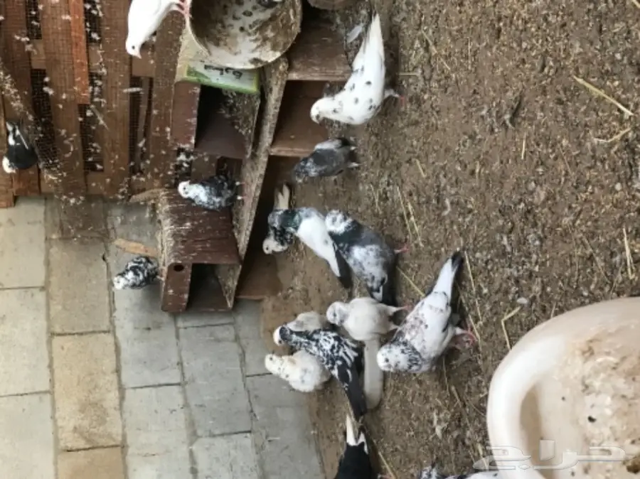 حمام قلاب وباكستاني (image 2)