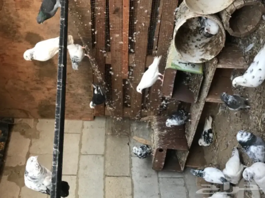 حمام قلاب وباكستاني (image 3)