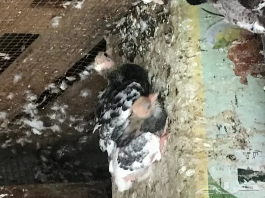 حمام قلاب وباكستاني (image 4)