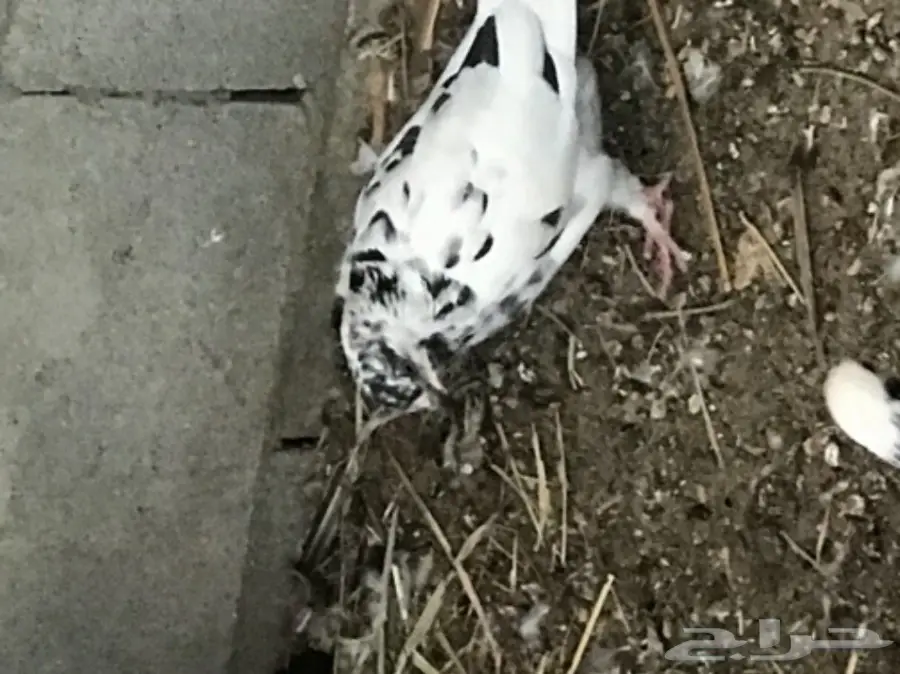 حمام قلاب وباكستاني (image 5)