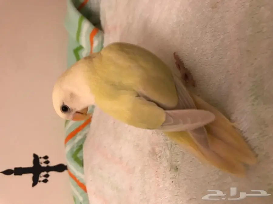 روز هدد لون مميز (image 1)