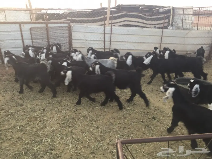 27 تيس ذبايح للبيع (image 1)