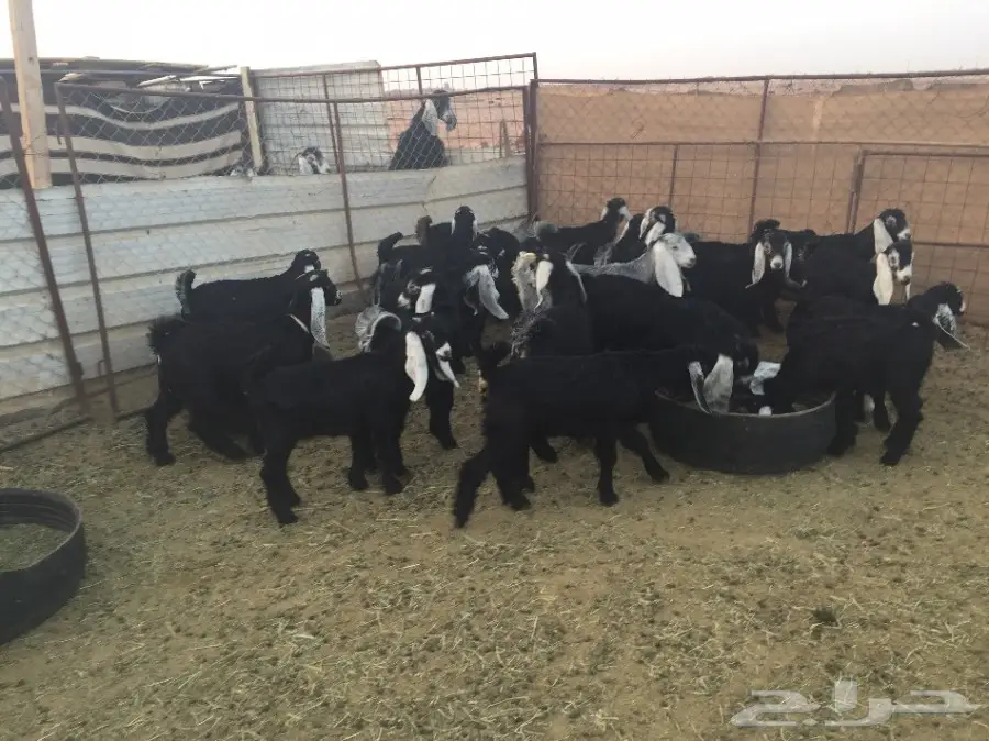 27 تيس ذبايح للبيع (image 3)