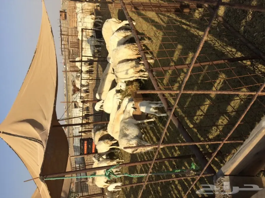 100 راس ضان حريه تحتها 30  (image 5)