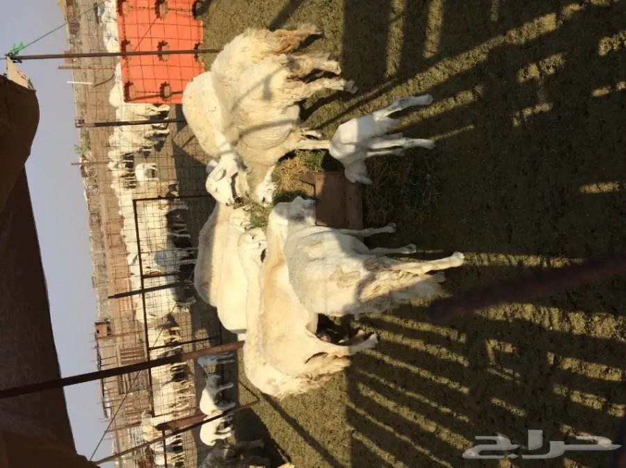 100 راس ضان حريه تحتها 30  (image 6)