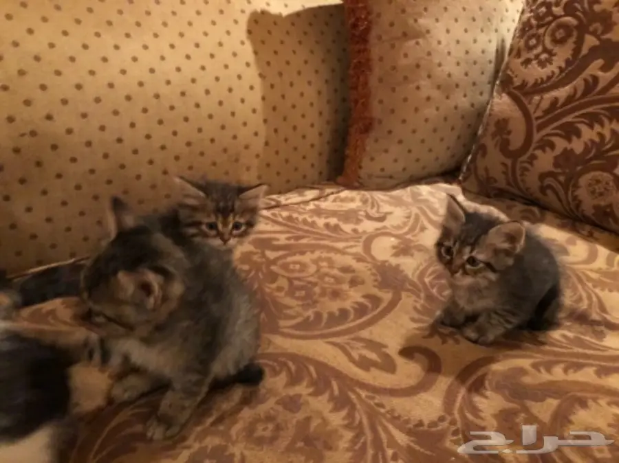 قطط للتبني (image 4)