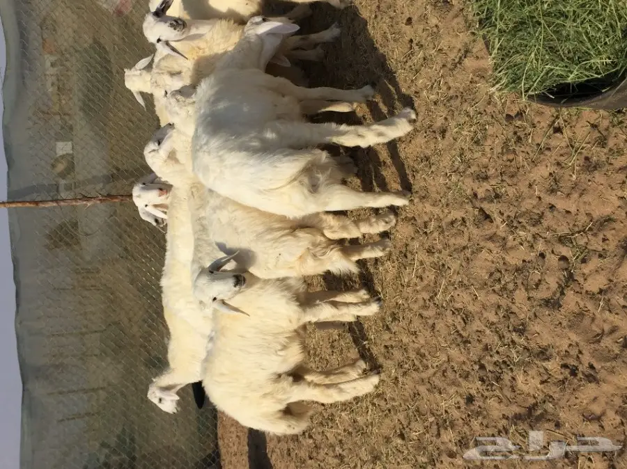 طليان جبره بسعر طيب (image 8)