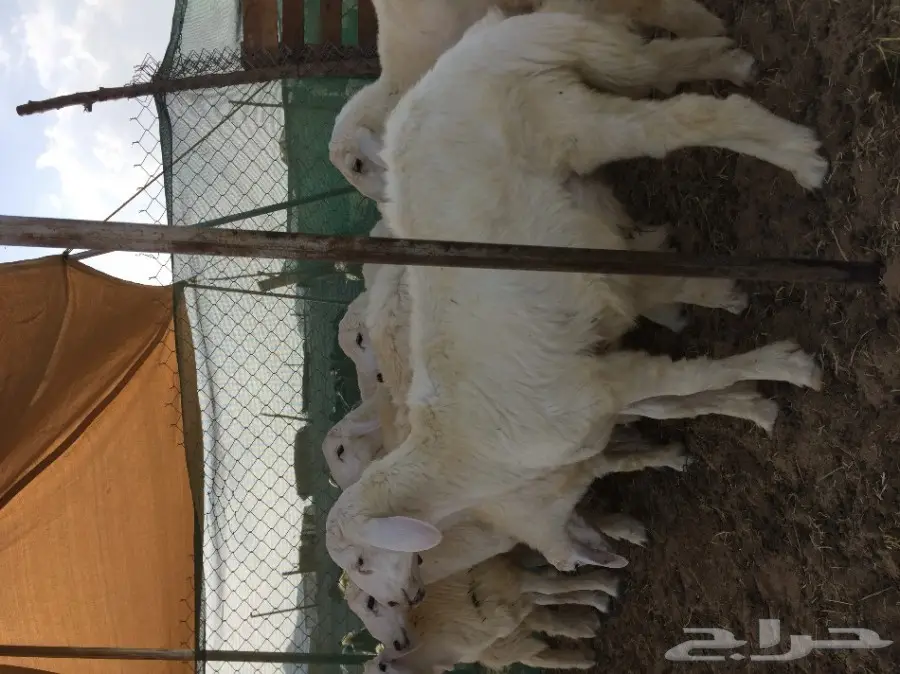 طليان جبره بسعر طيب (image 9)