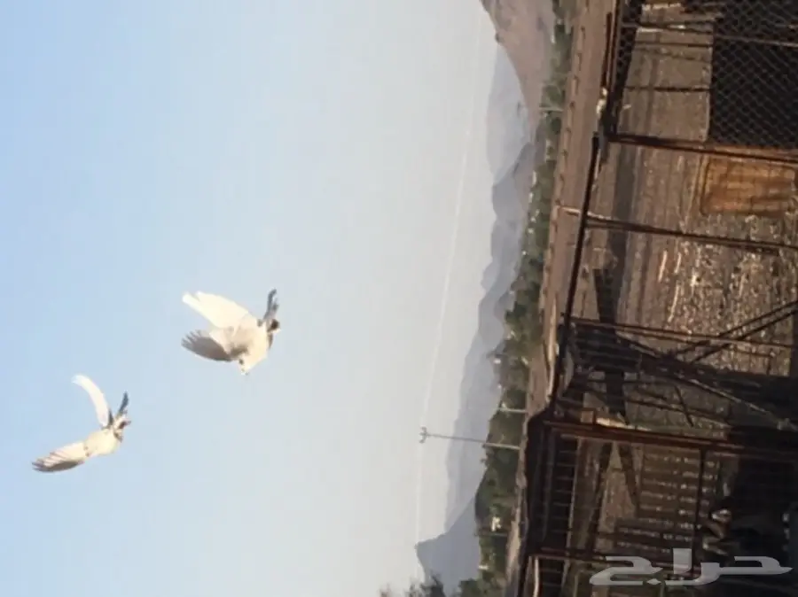 حمام تركي قلابي