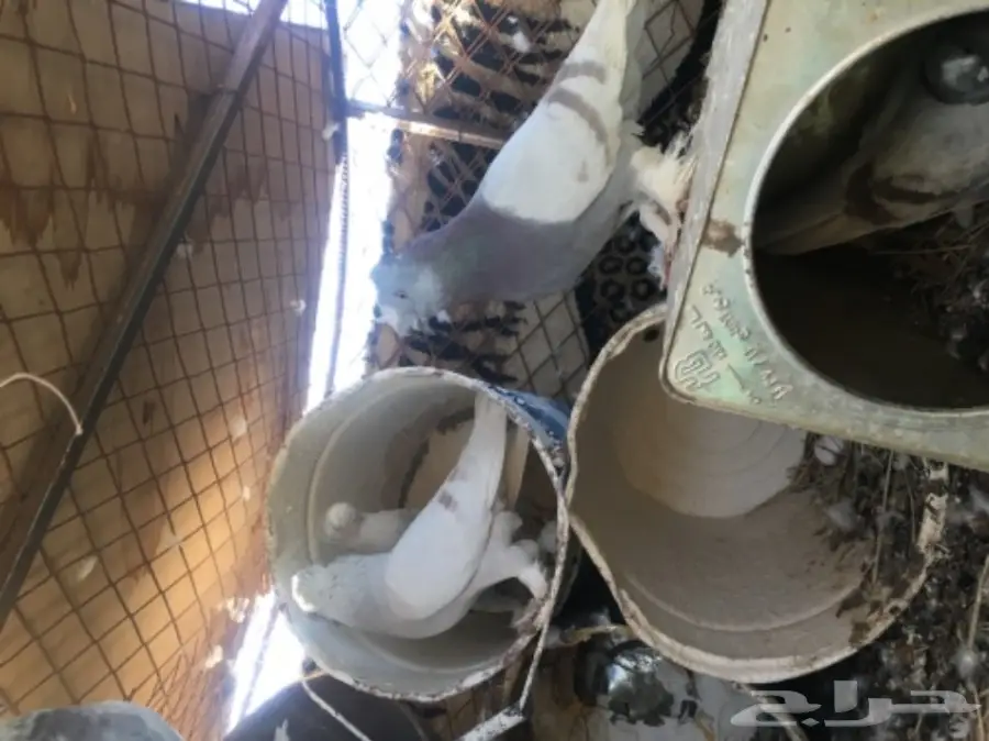 حمام تركي قلابي (image 1)