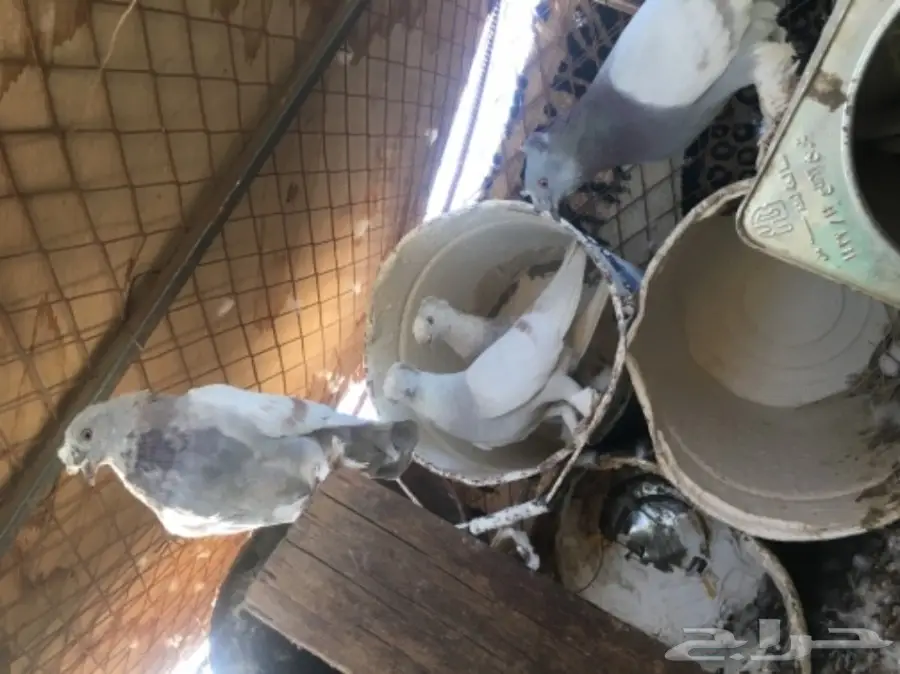 حمام تركي قلابي (image 2)