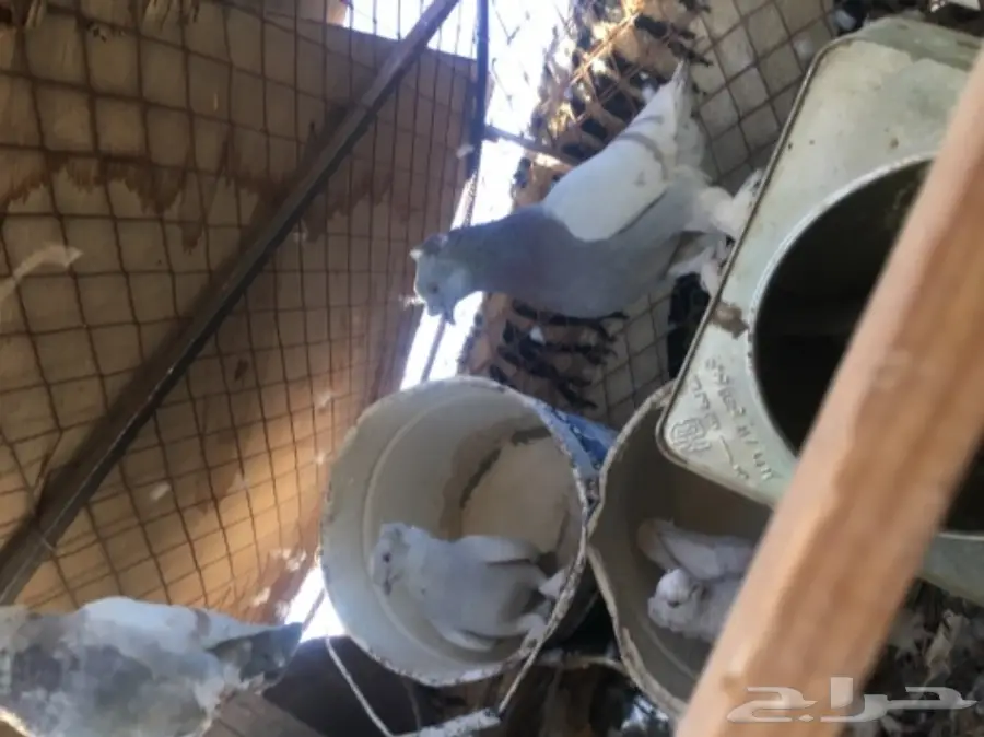 حمام تركي قلابي (image 3)