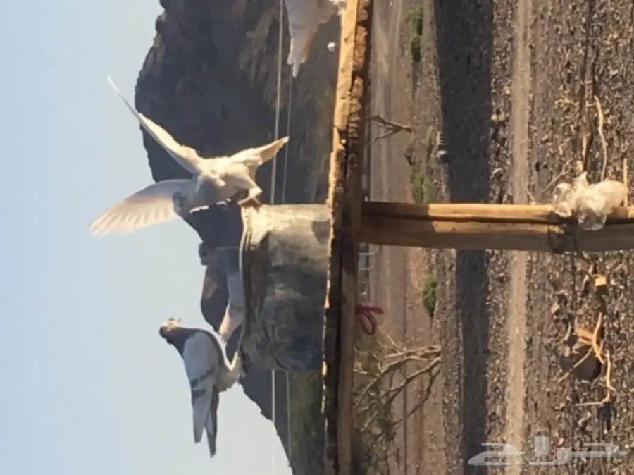 حمام تركي قلابي (image 4)