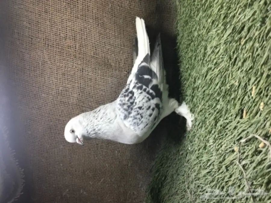 انثى ثلجيه  (image 1)