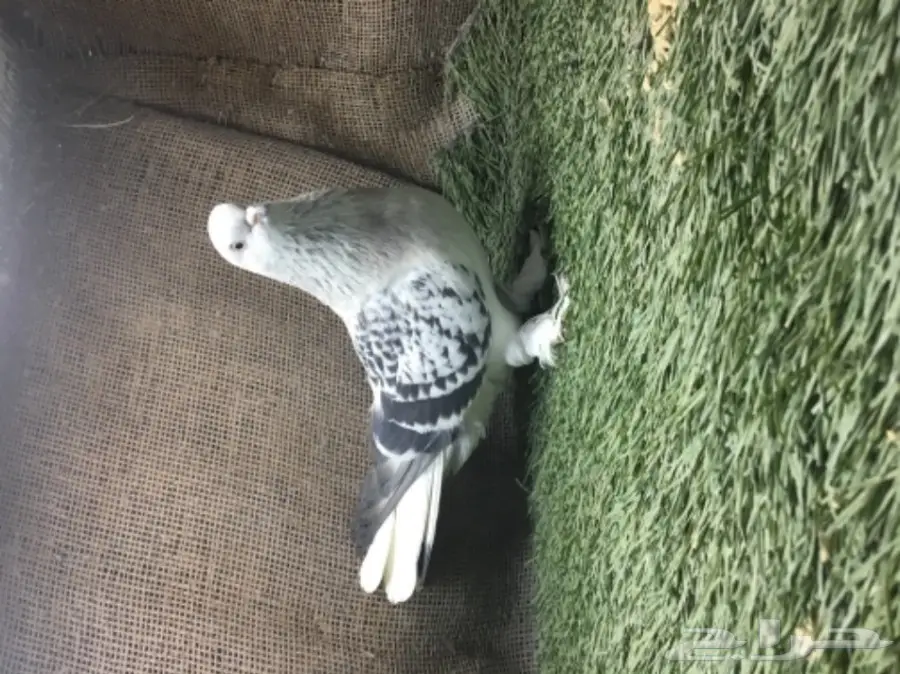 انثى ثلجيه  (image 2)