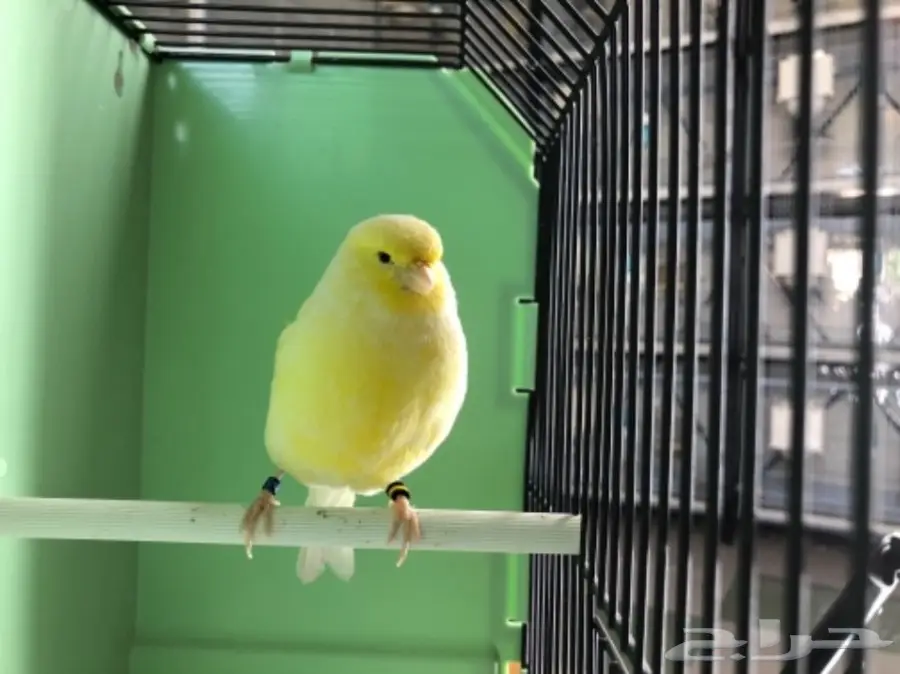 زوج كناري و 3 فروخ 