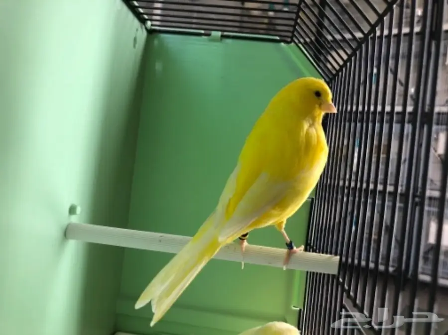 زوج كناري و 3 فروخ  (image 1)