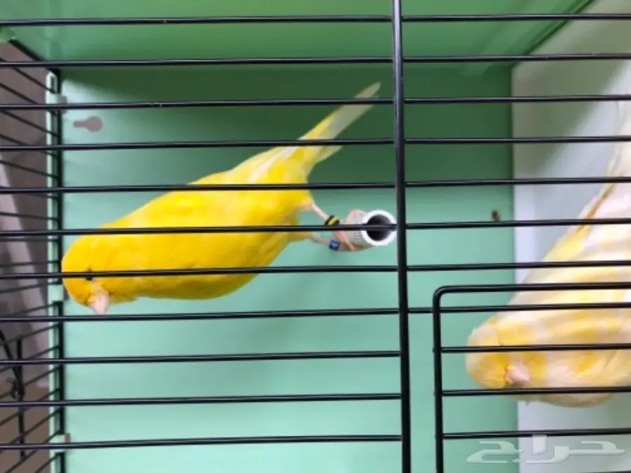 زوج كناري و 3 فروخ  (image 2)