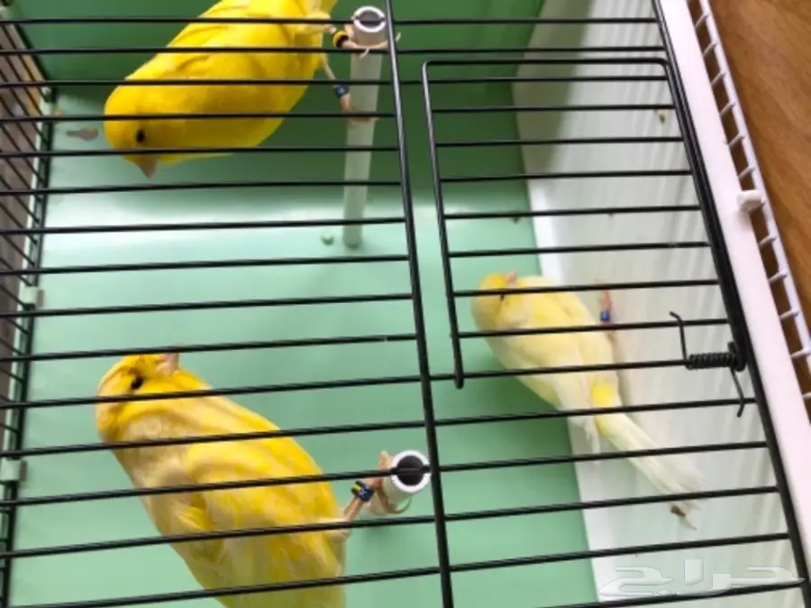 زوج كناري و 3 فروخ  (image 3)