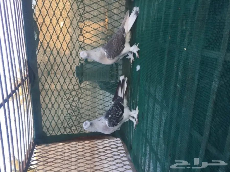 تركي كرست (image 1)