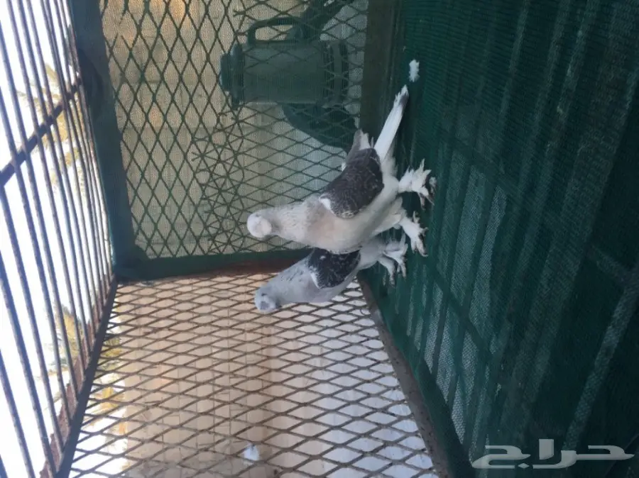 تركي كرست (image 2)