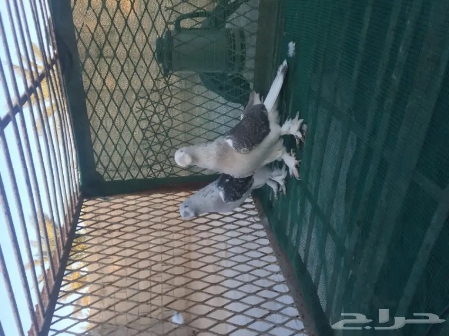 تركي كرست (image 3)