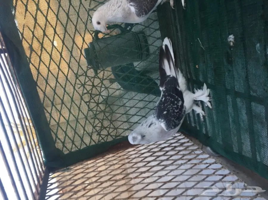 تركي كرست (image 4)