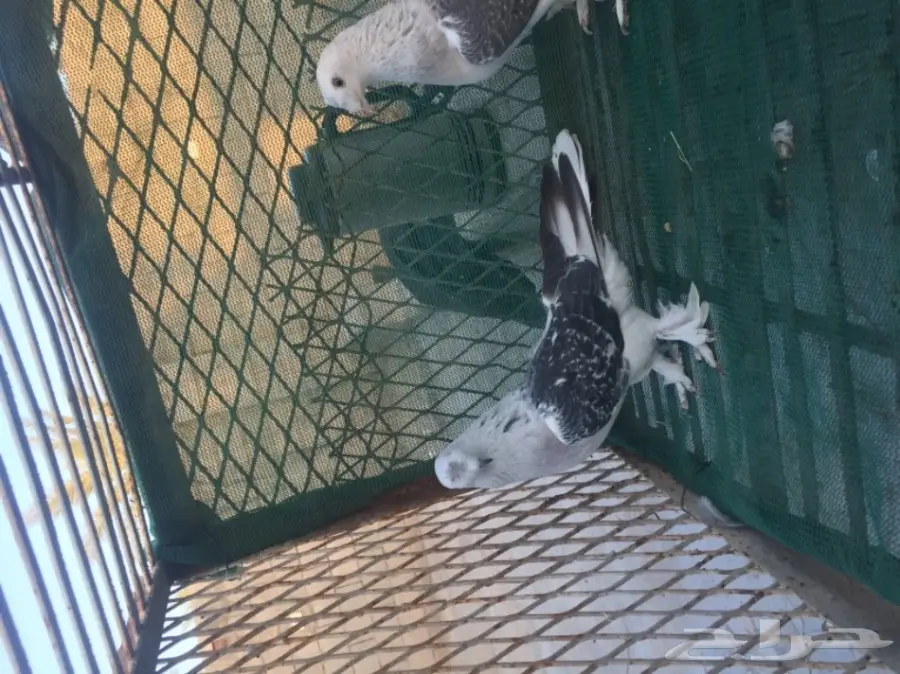 تركي كرست (image 5)