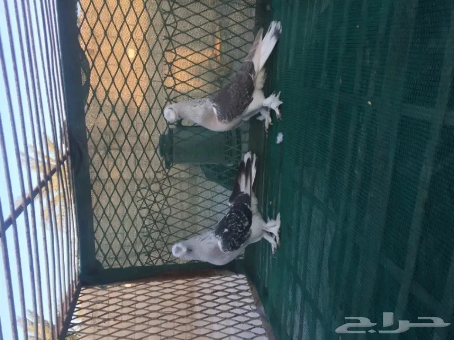 تركي كرست (image 6)