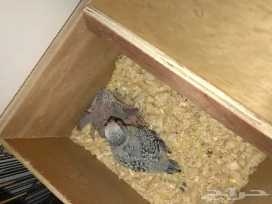 بادجي انجليزي منتج مع فرخين 