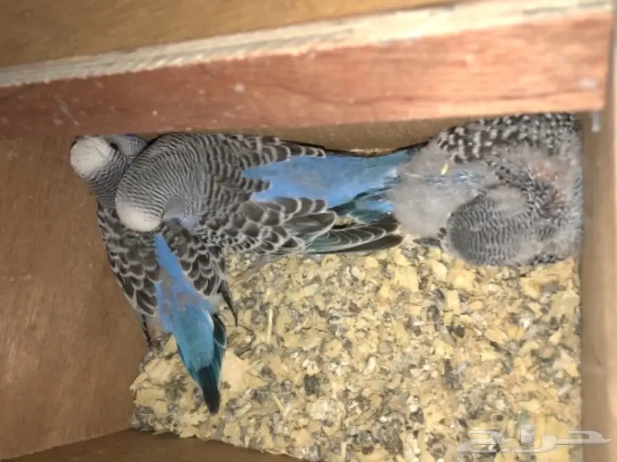 بادجي انجليزي منتج مع فرخين  (image 2)