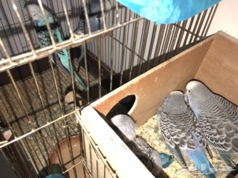 بادجي انجليزي منتج مع فرخين  (image 3)