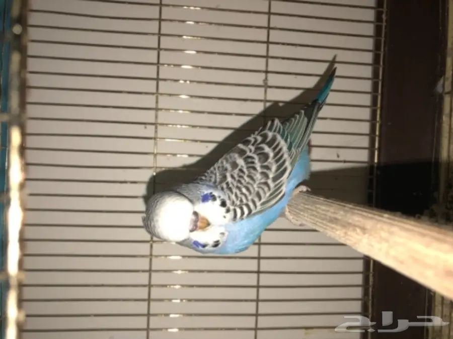 بادجي انجليزي منتج مع فرخين  (image 4)