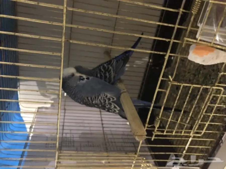 بادجي انجليزي منتج مع فرخين  (image 5)