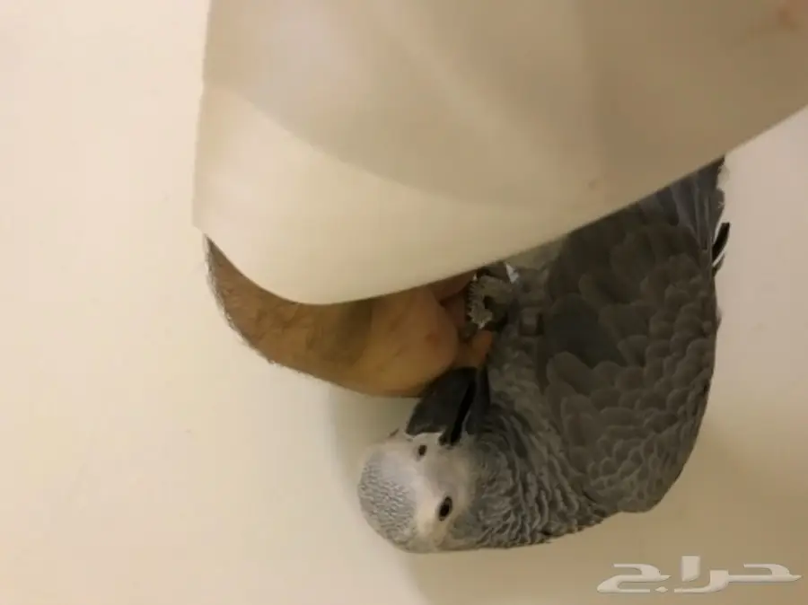 فرخ كاسكو اليف  (image 1)