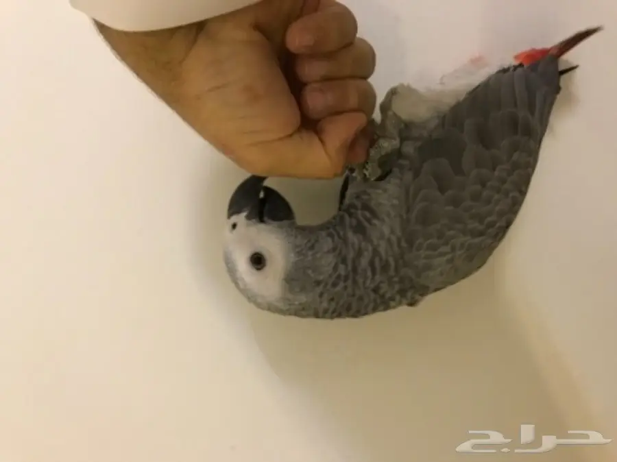 فرخ كاسكو اليف  (image 3)