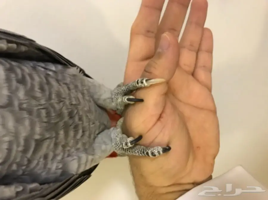 فرخ كاسكو اليف  (image 6)