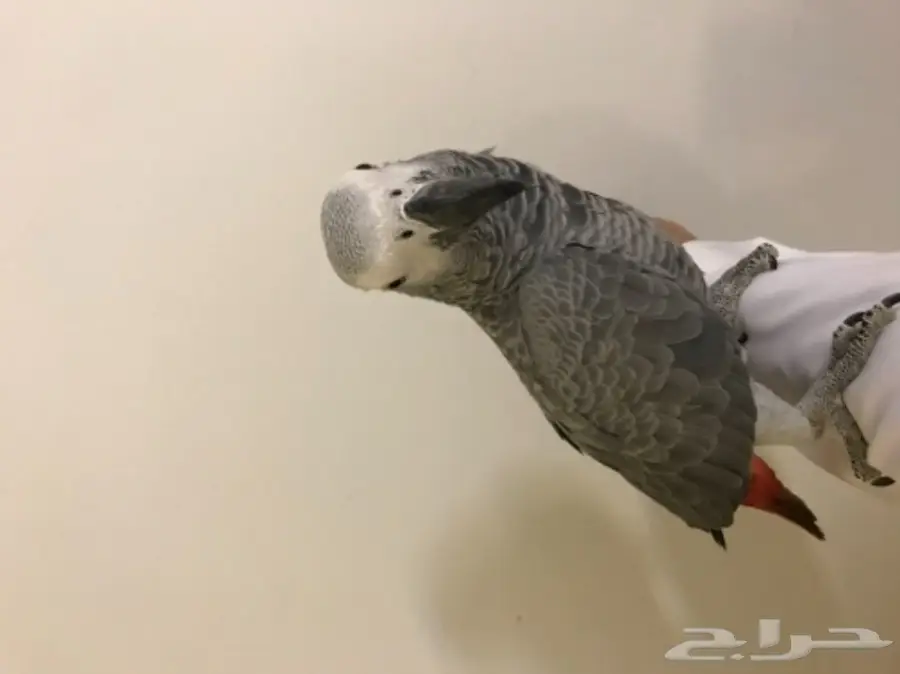 فرخ كاسكو اليف  (image 8)