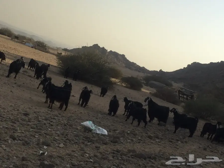 للبيع: 25 من أفضل ما في جده - معز مثالي! (image 5)