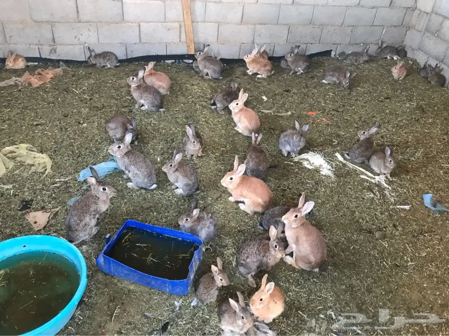 ارانب كبار وسط وصغار الموقع المجمعه سدير (image 2)