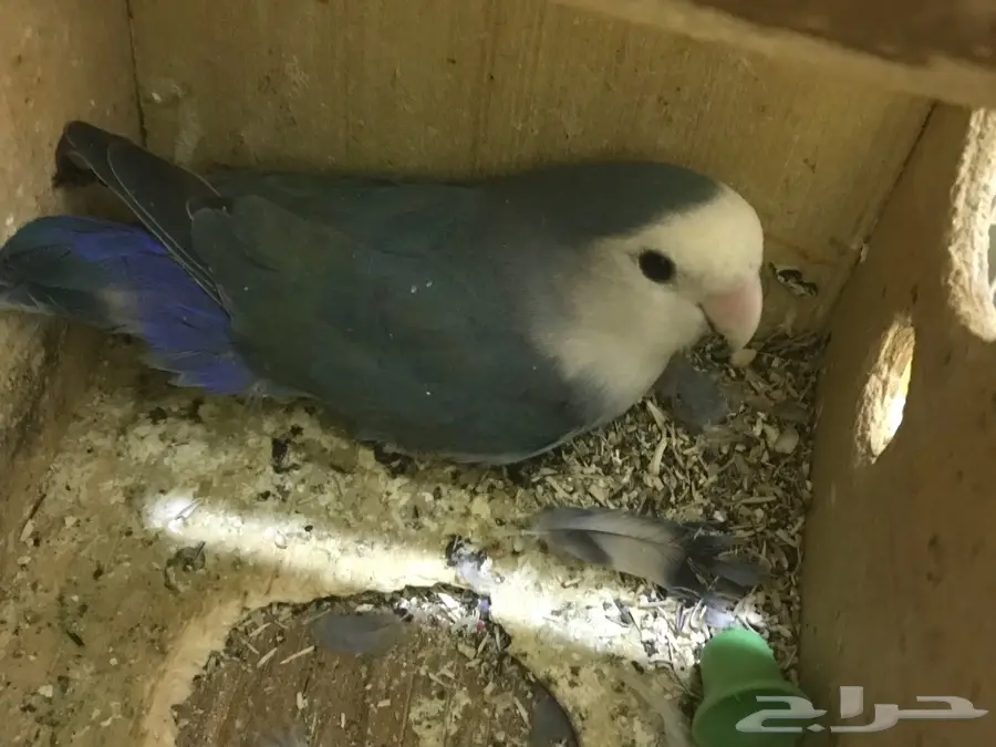 جوز روضة - فرصة ذهبية! (image 1)