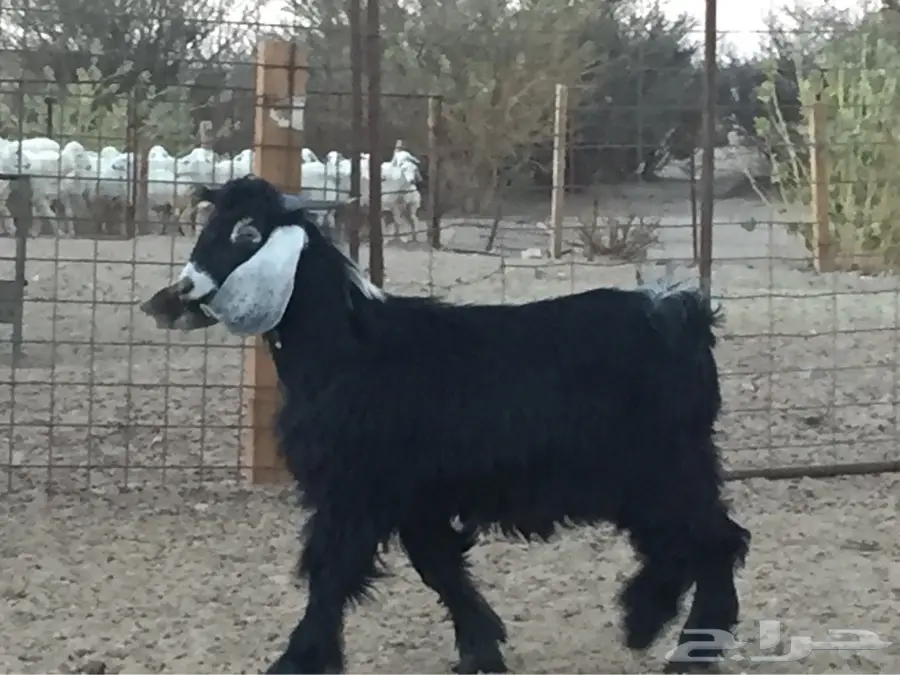 فحل قوي وموثوق - الطائف (image 1)