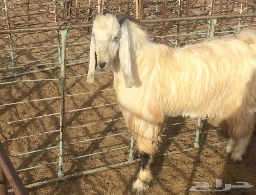 تيس عارضي أبيض