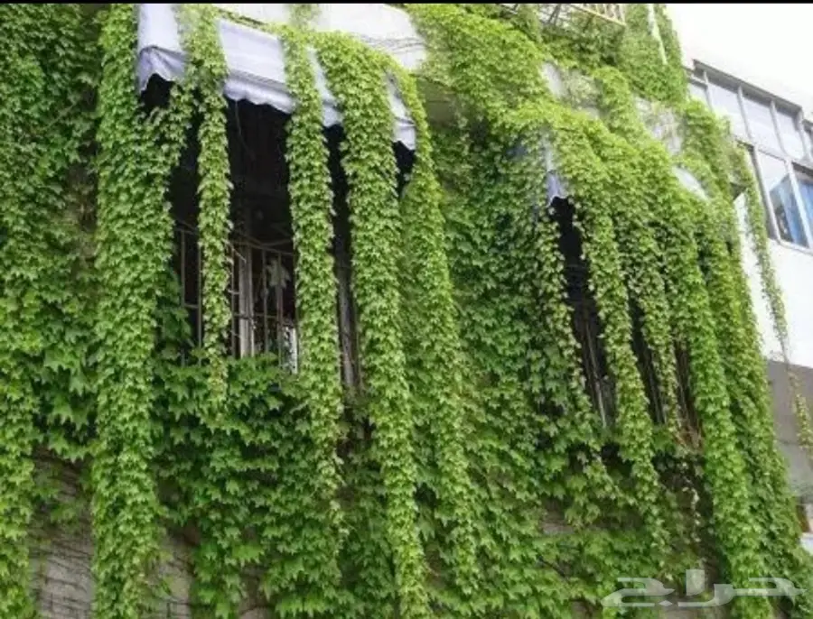 بذور اللبلاب المتسلق