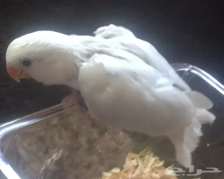 روز بلد مشروع هدد